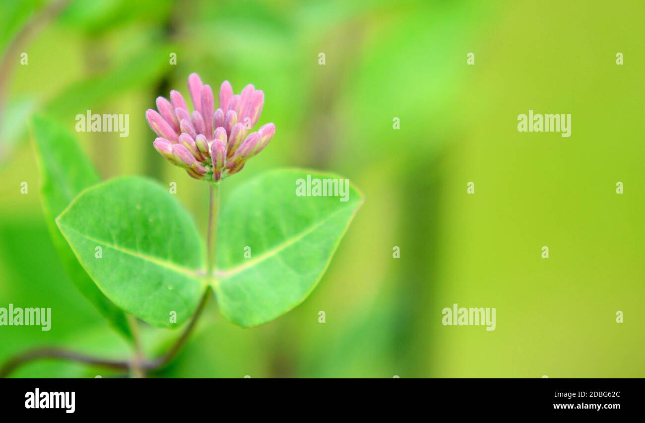Closeup of lonicera periclymenum (Honeysuckle) plant over natural green background. Focused on flower on foreground with blurry background. Stock Photo