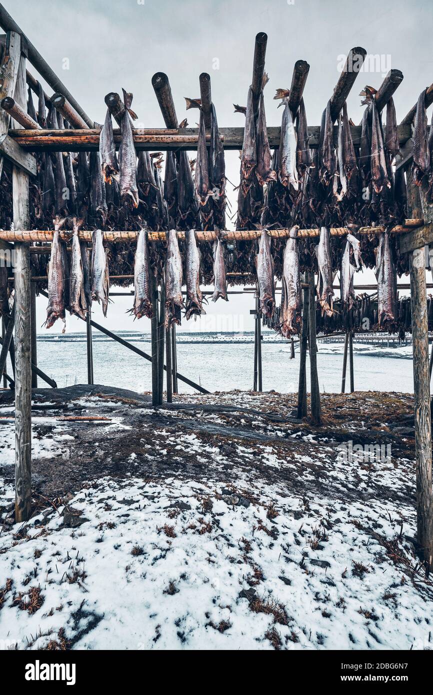 Drying flakes with stockfish cod fish in winter. Reine fishing village ...