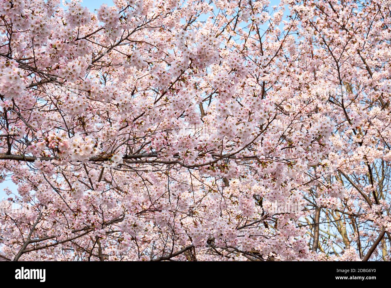 Blooming sakura cherry blossom close up background in spring, South ...