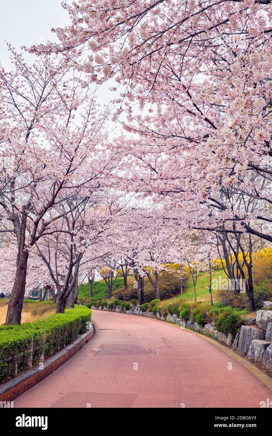 Blooming sakura cherry blossom alley in park in spring, Seokchon lake