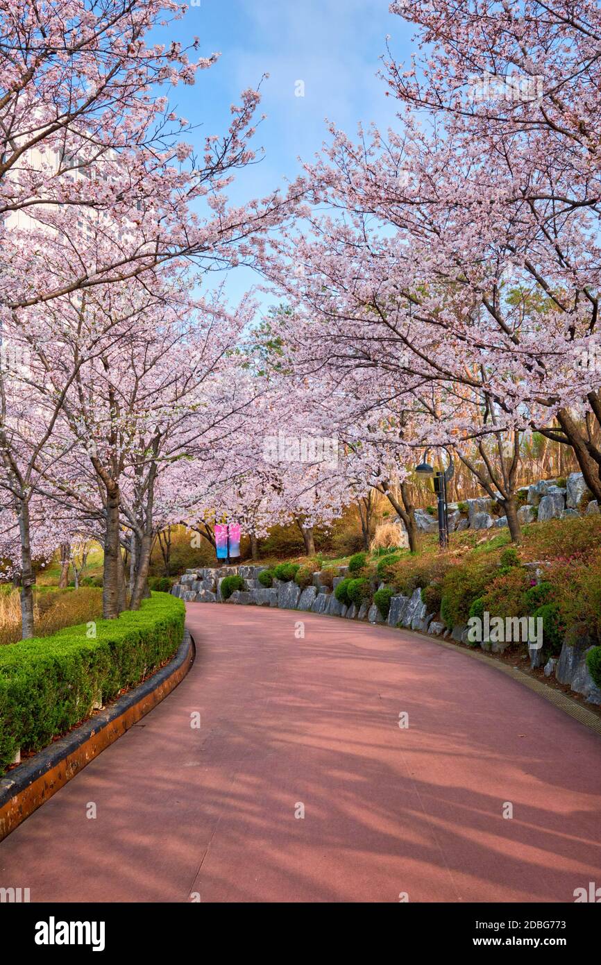 Blooming sakura cherry blossom alley in park in spring, Seokchon lake