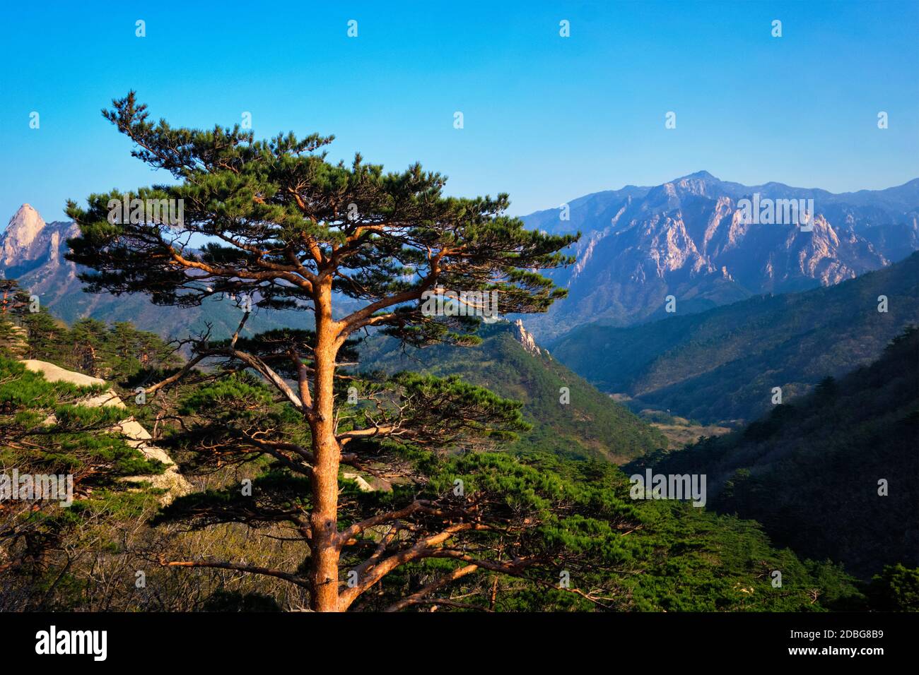 Pine tree in Seoraksan National Park, South Korea Stock Photo Alamy