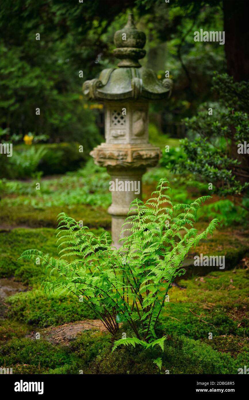 Green fern and lantern in Japanese garden, Park Clingendael, The Hague, Netherlands Stock Photo