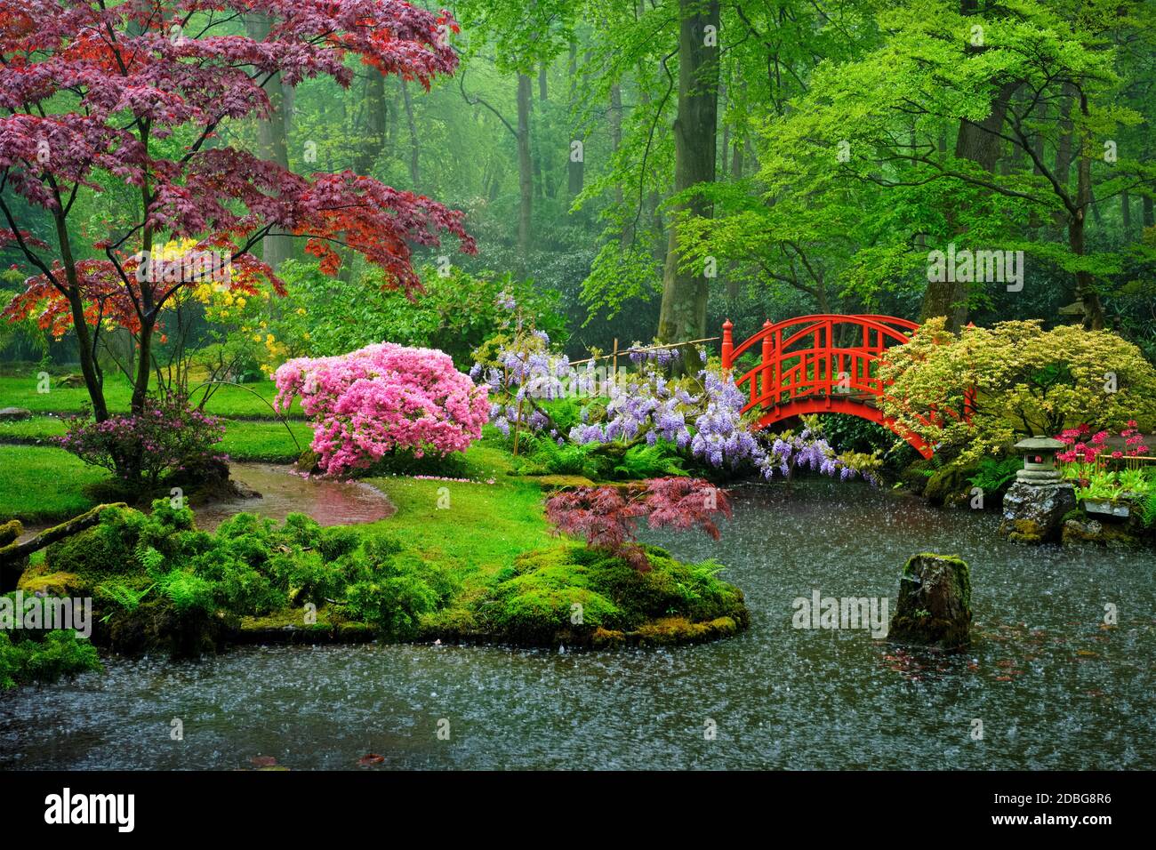Small bridge in Japanese garden in the rain, Park Clingendael, The Hague,  Netherlands Stock Photo - Alamy, image size:1300x956