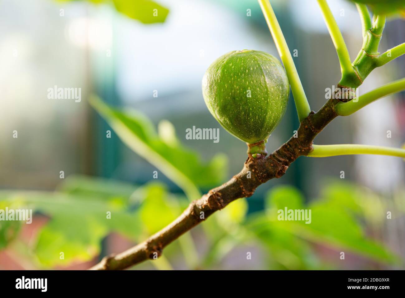 Young ripening fig fruit on a branch. Stem with Green Figs. Fig fruit