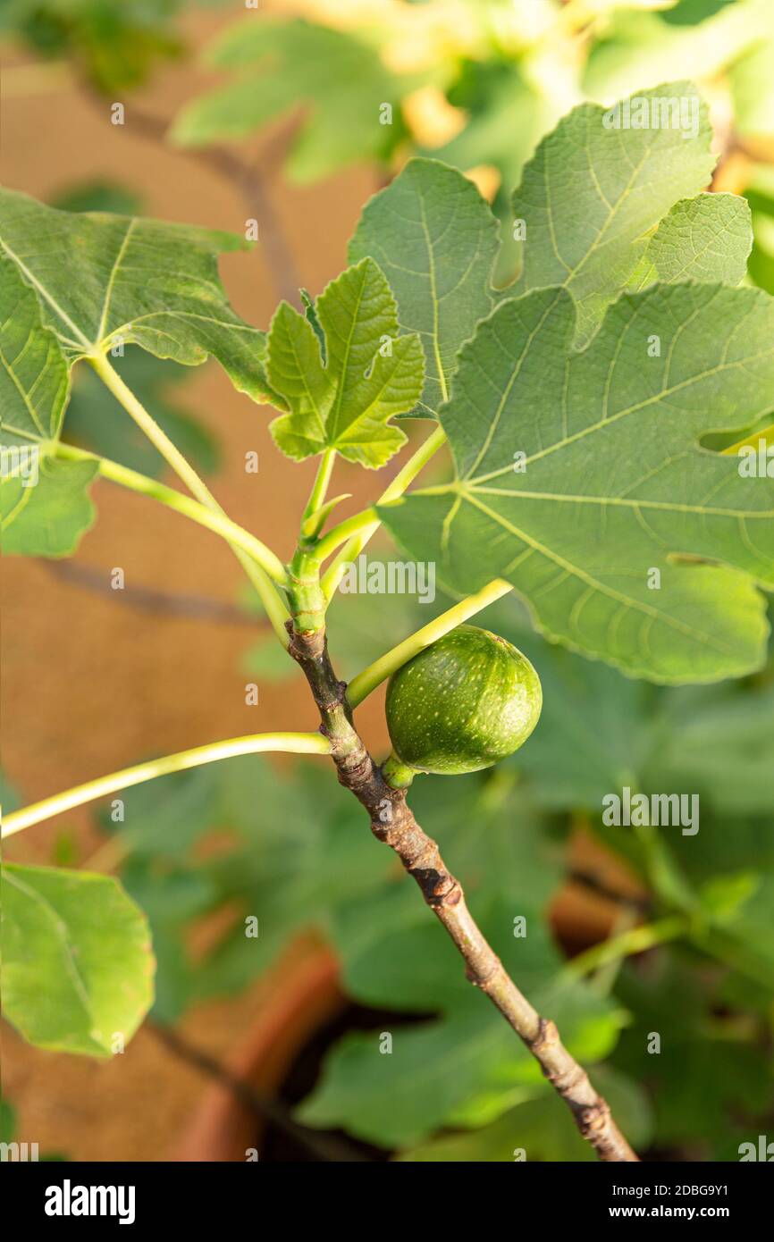 Young ripening fig fruit on a branch. Stem with Green Figs. Fig fruit
