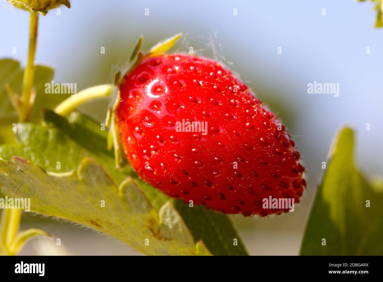 red strawberry in the garden Stock Photo - Alamy