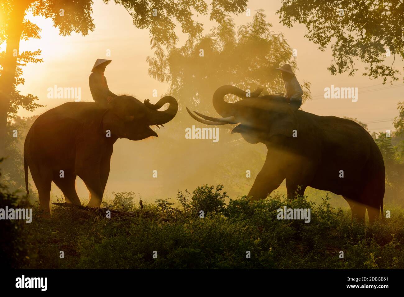 Thai Mahout and elephant enjoying together in the morning time at Chang village Surin, Thailand. Stock Photo