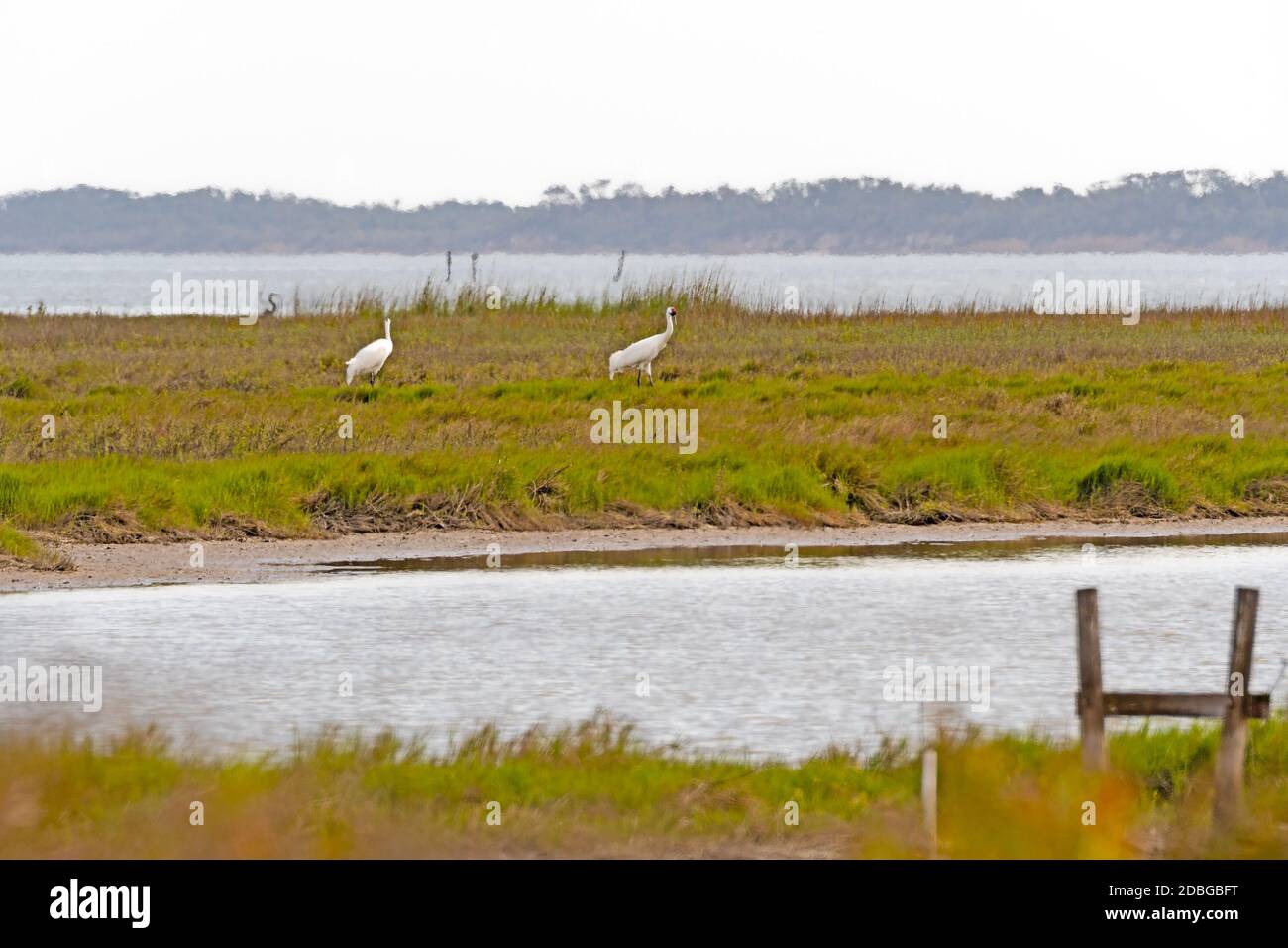 Breeding Pair of Whooping Cranes Feeding in a Wetland in Aransas National Wildlife Refuge in Texas Stock Photo