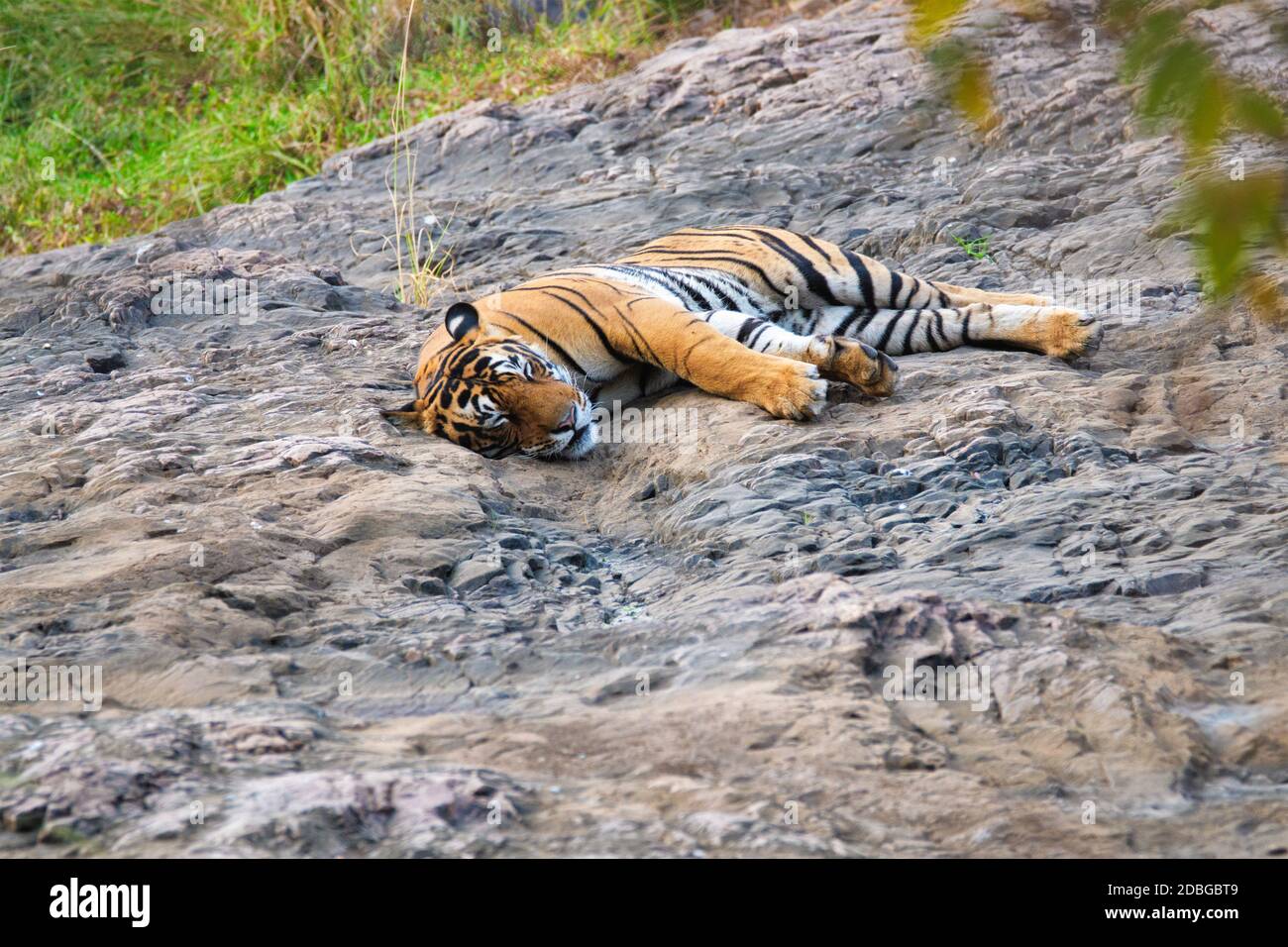 Beautiful Royal Bengal Tiger sleeping resting in jungle. Panthera tigris  population native to the Indian subcontinent. It is the National animal of  In Stock Photo - Alamy