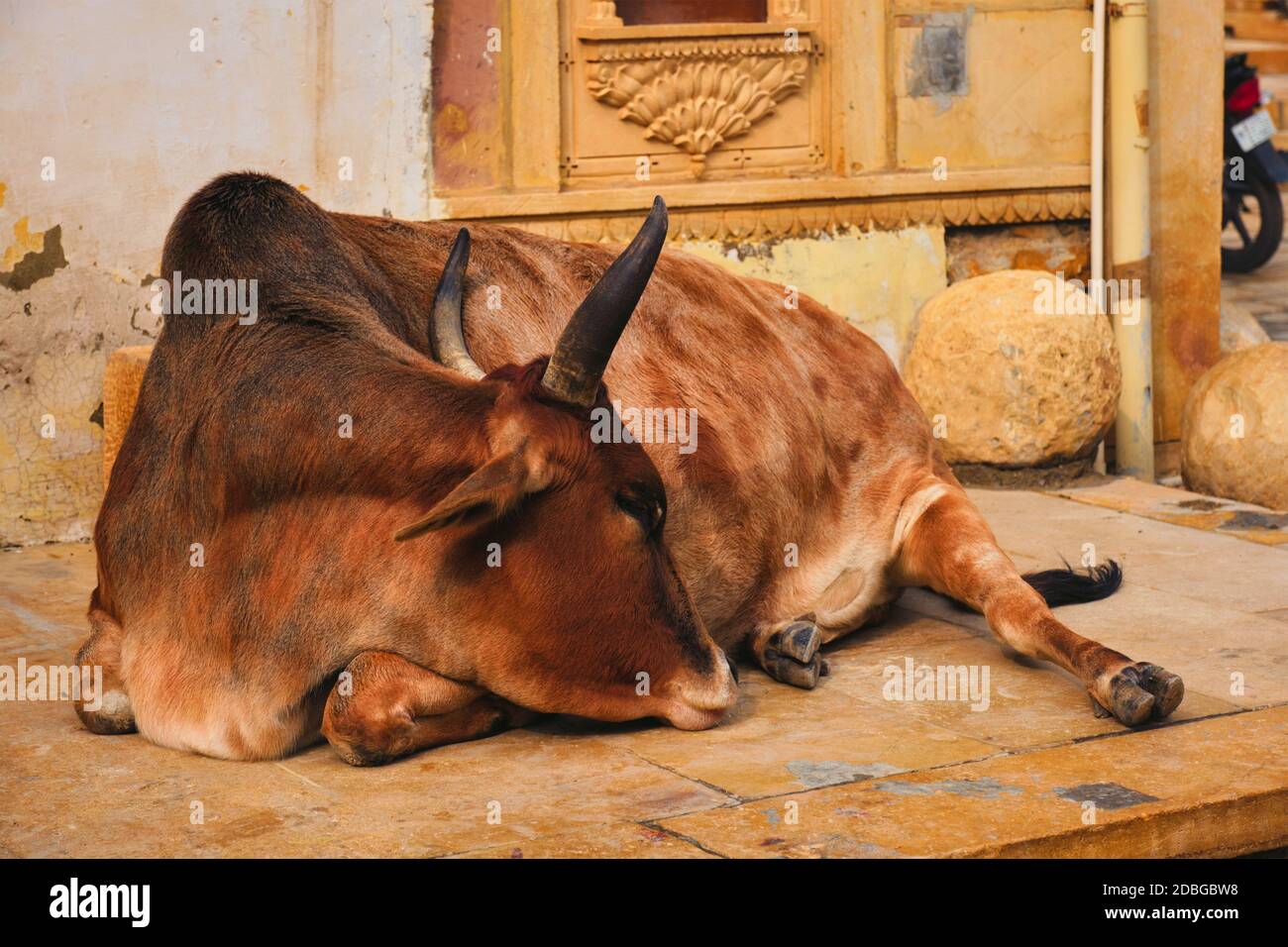 Indian cow resting sleeping in the street. Cow is a sacred animal ...
