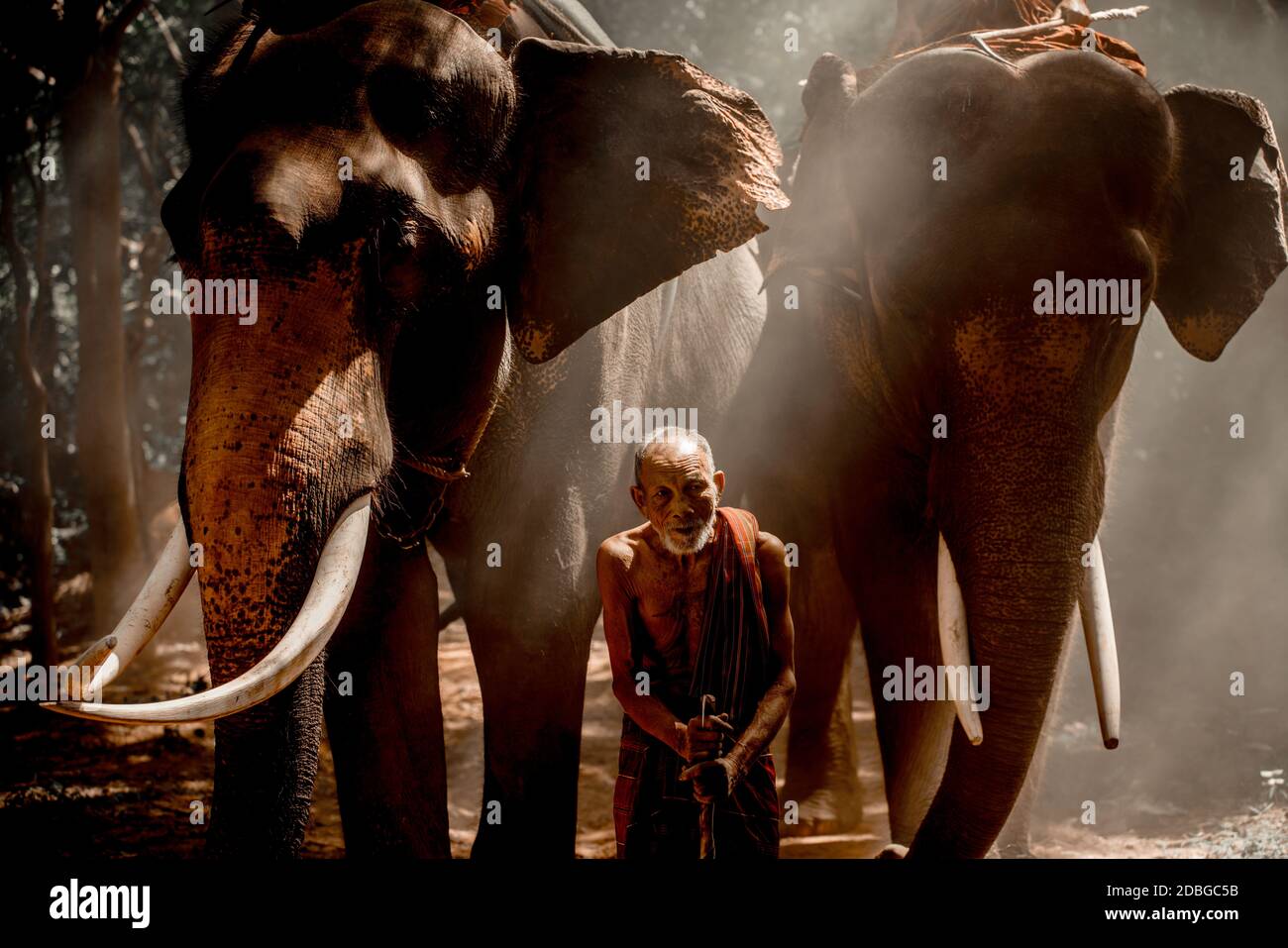 Thai senior mahout standing front of elephant the humanity of KUI people Stock Photo