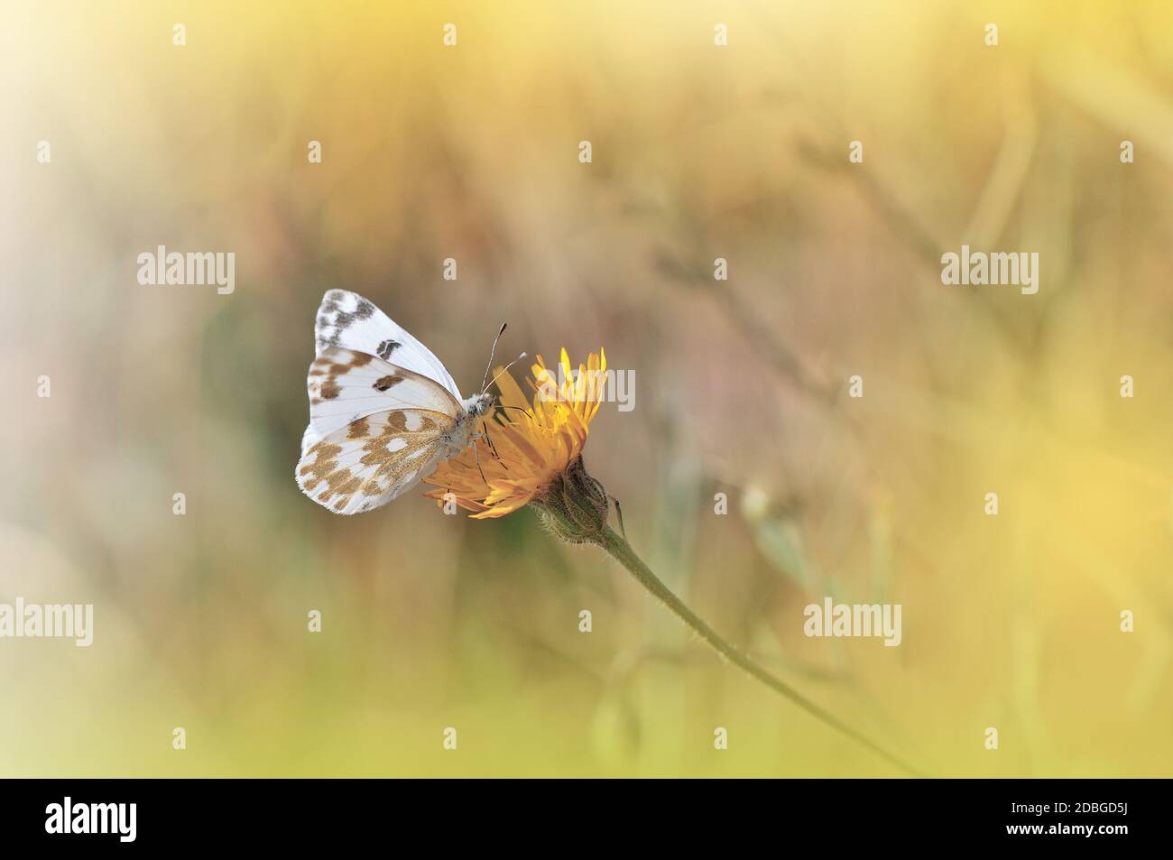 Beautiful Golden Nature Background.Floral Art Design.Macro Photography.Abstract Pastel Landscape with Copy Space.Butterfly and Field.Summer Butterfly on a Flower.Creative Artistic Wallpaper.Tranquil Scene. Agricultural Meadow.Yellow Color. Stock Photo