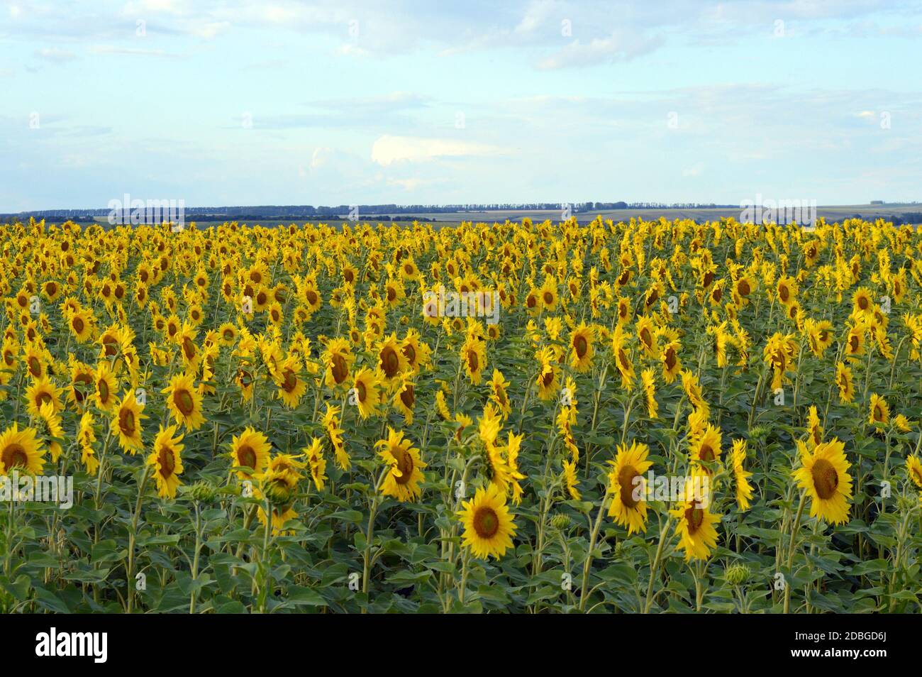 sunflowers field under blue sky with clouds Stock Photo - Alamy