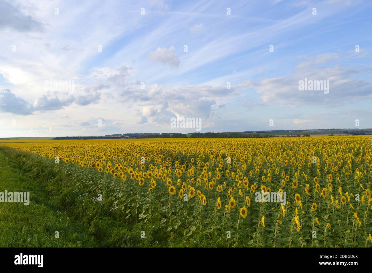 sunflowers field under blue sky with clouds Stock Photo - Alamy