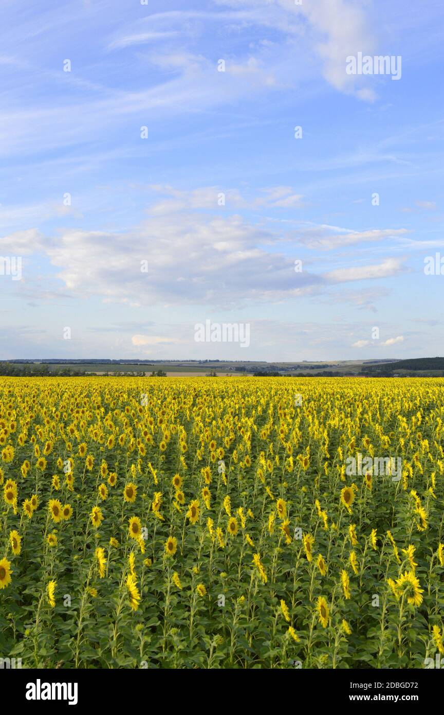 sunflowers field under blue sky with clouds Stock Photo - Alamy