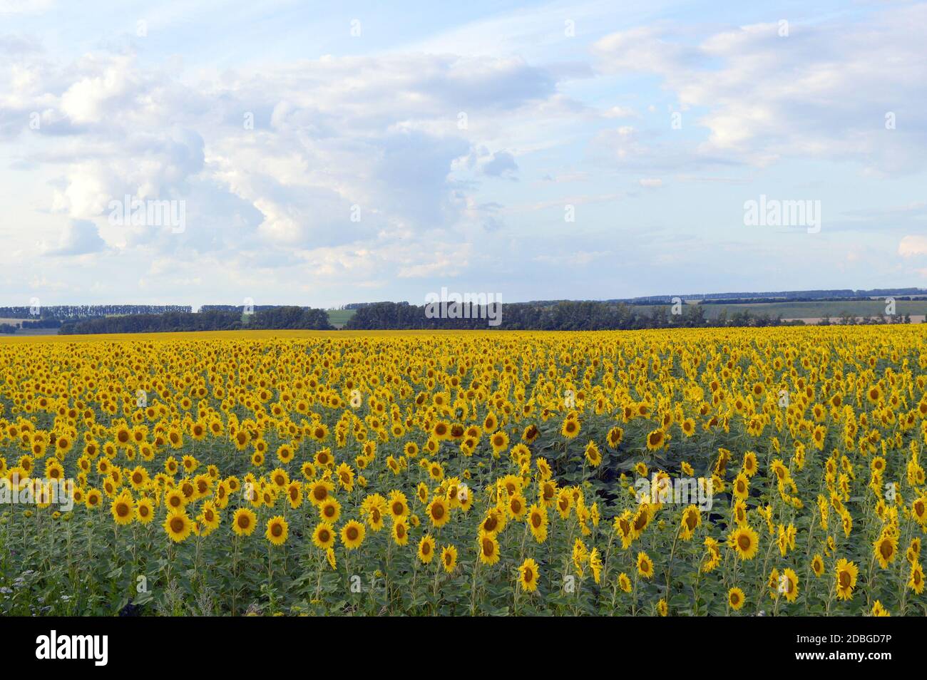sunflowers field under blue sky with clouds Stock Photo - Alamy