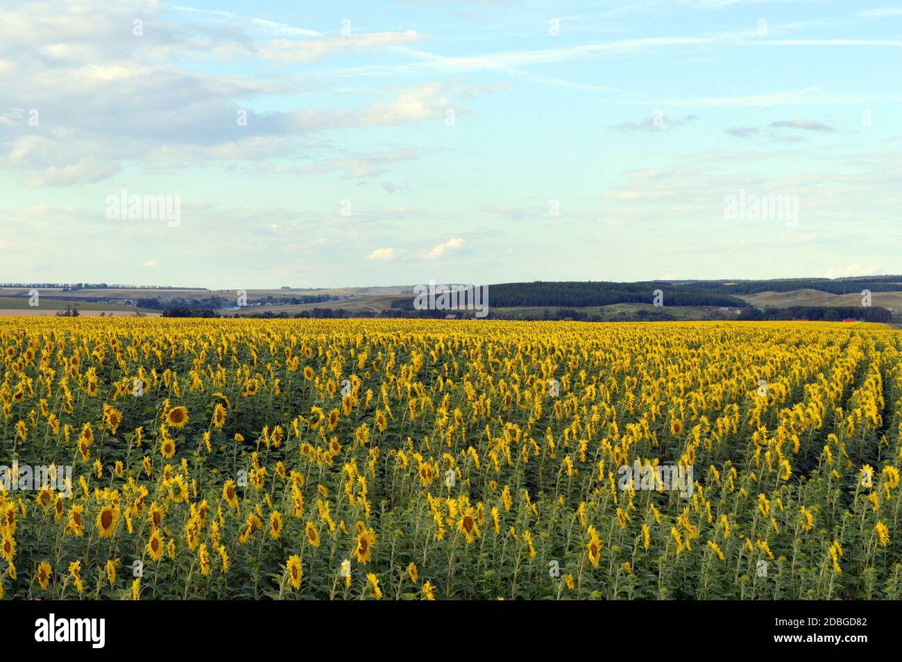 sunflowers field under blue sky with clouds Stock Photo - Alamy