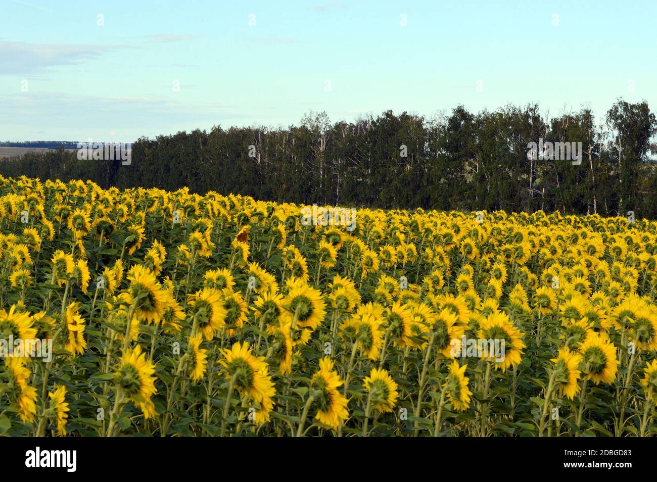 sunflowers field under blue sky with clouds Stock Photo - Alamy