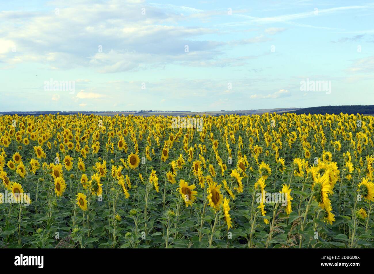 sunflowers field under blue sky with clouds Stock Photo - Alamy