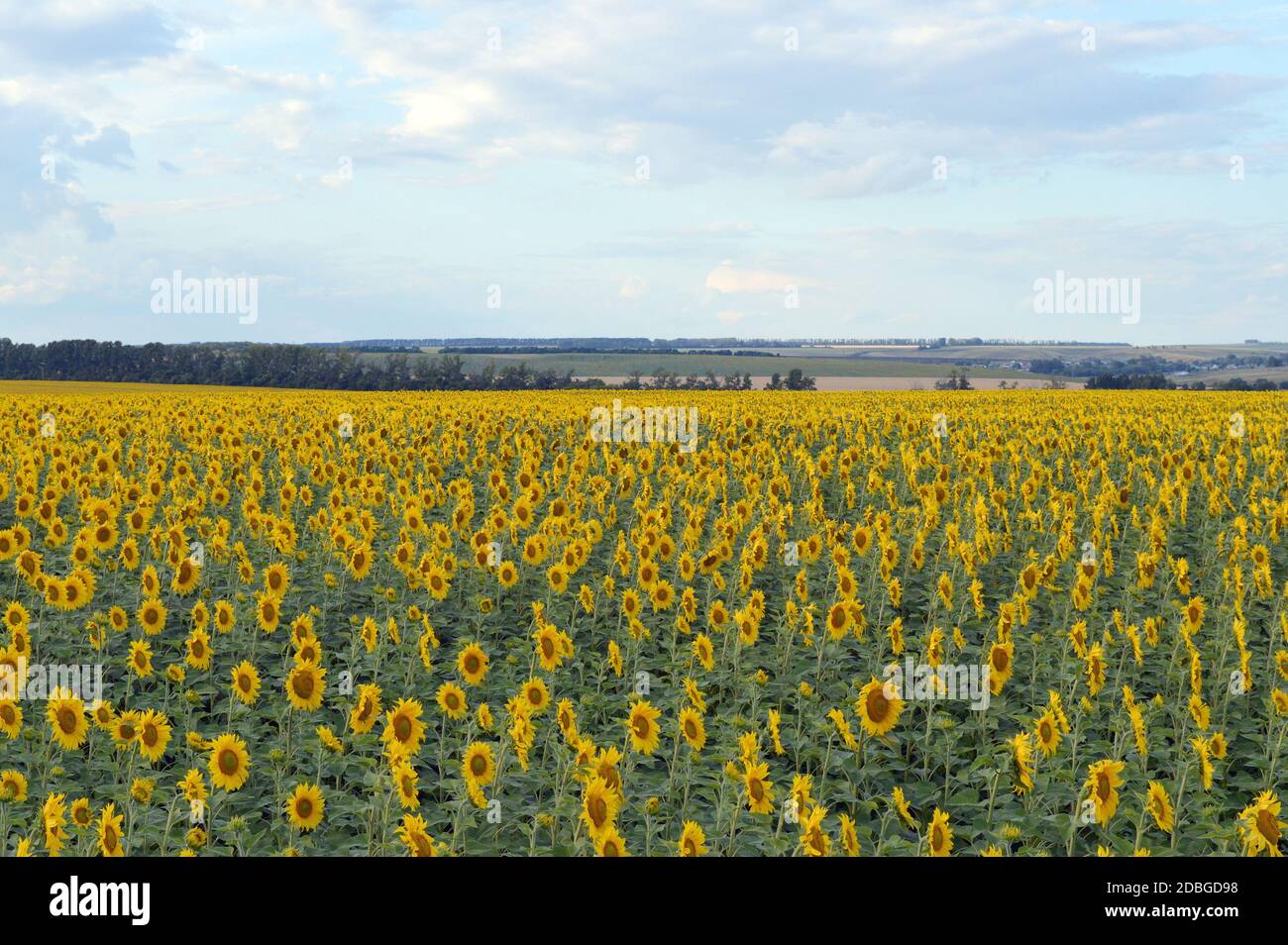 sunflowers field under blue sky with clouds Stock Photo - Alamy
