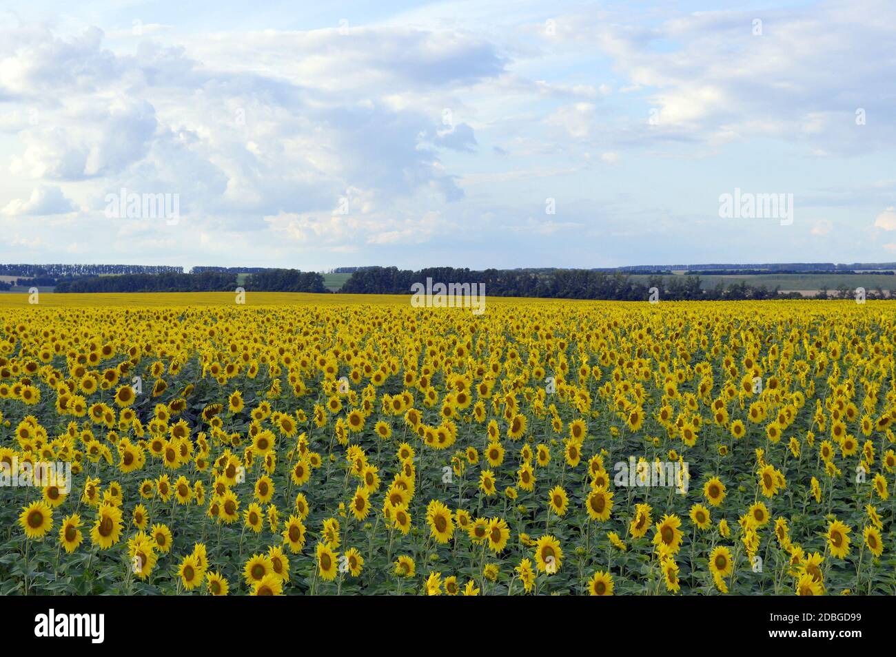 sunflowers field under blue sky with clouds Stock Photo - Alamy