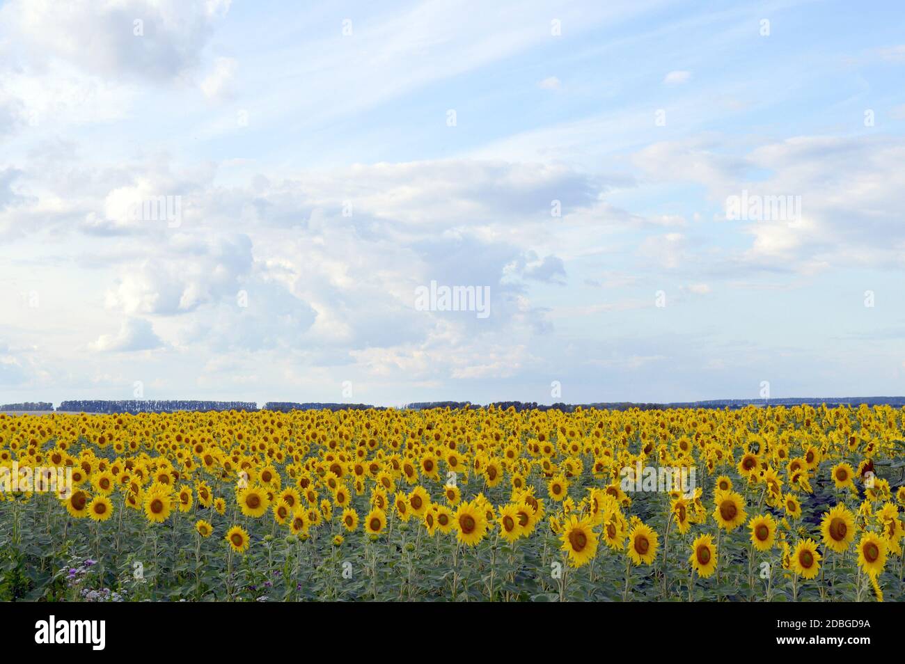 sunflowers field under blue sky with clouds Stock Photo - Alamy