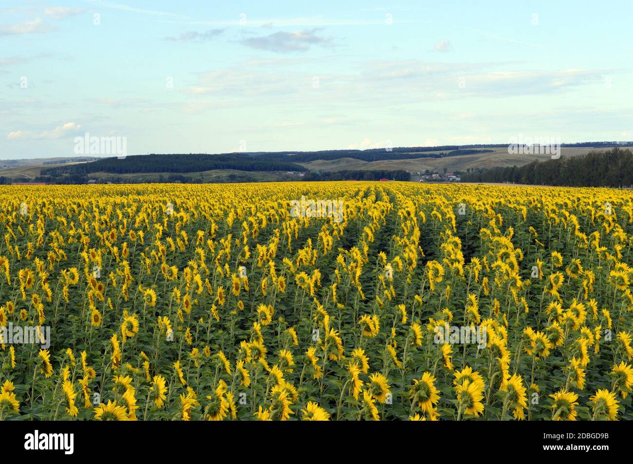 sunflowers field under blue sky with clouds Stock Photo - Alamy