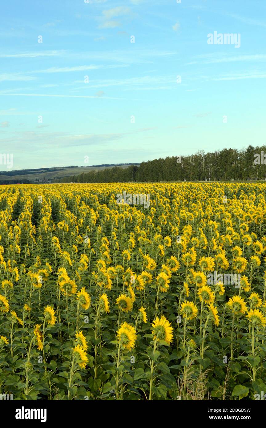 sunflowers field under blue sky with clouds Stock Photo - Alamy