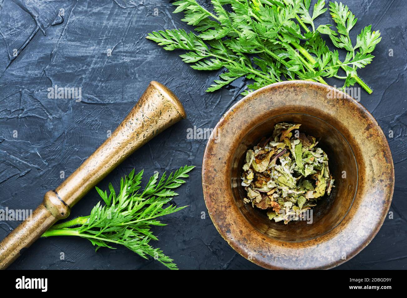 Healing properties of wild carrots in herbal medicine.Fresh medicinal