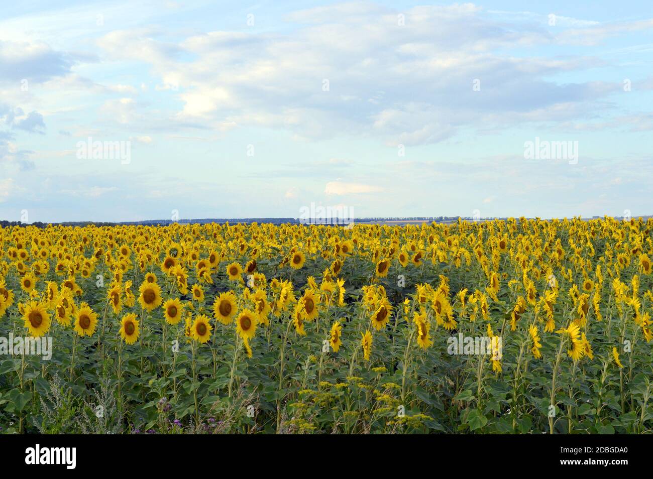sunflowers field under blue sky with clouds Stock Photo - Alamy