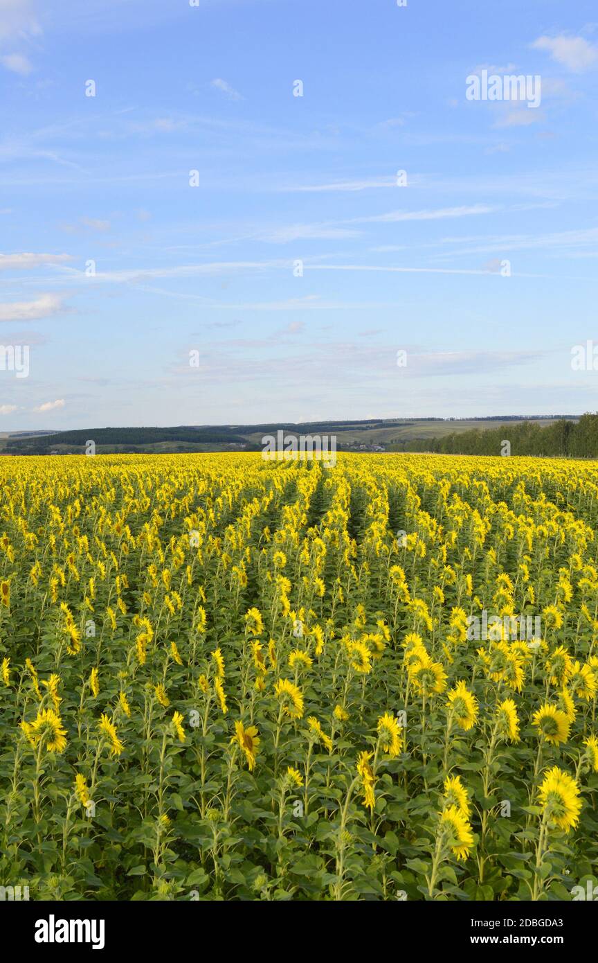 sunflowers field under blue sky with clouds Stock Photo - Alamy