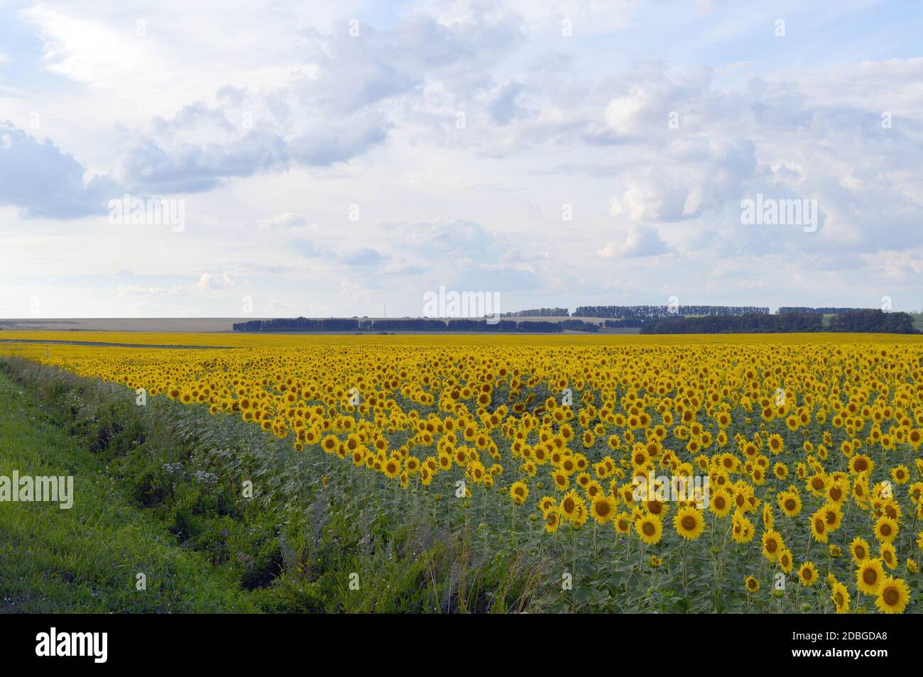 Sunflower field under summer clouds hi-res stock photography and images ...