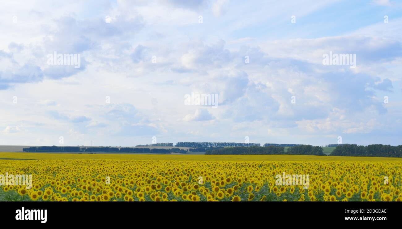 sunflowers field under blue sky with clouds Stock Photo - Alamy