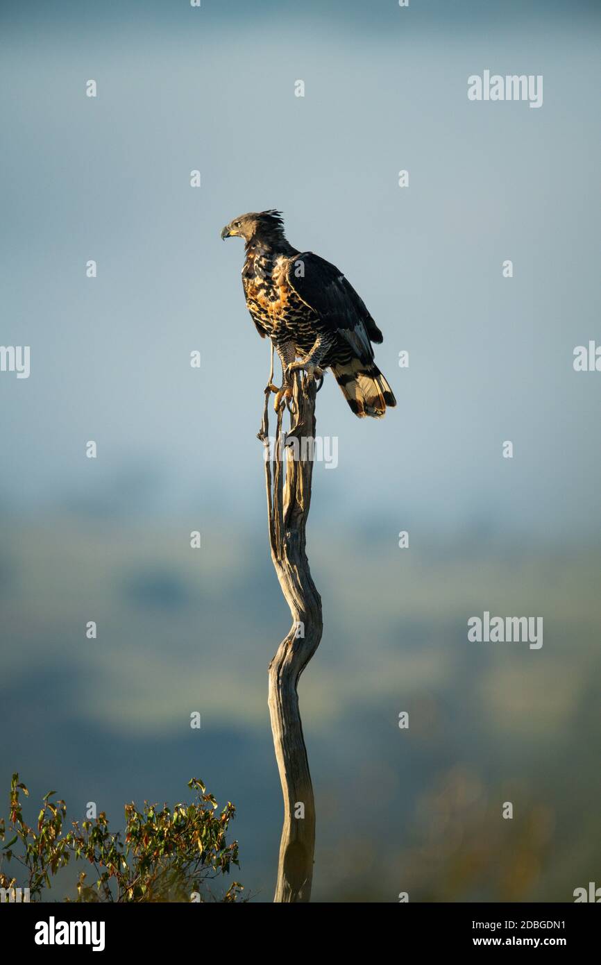African crowned eagle on long thin stump Stock Photo