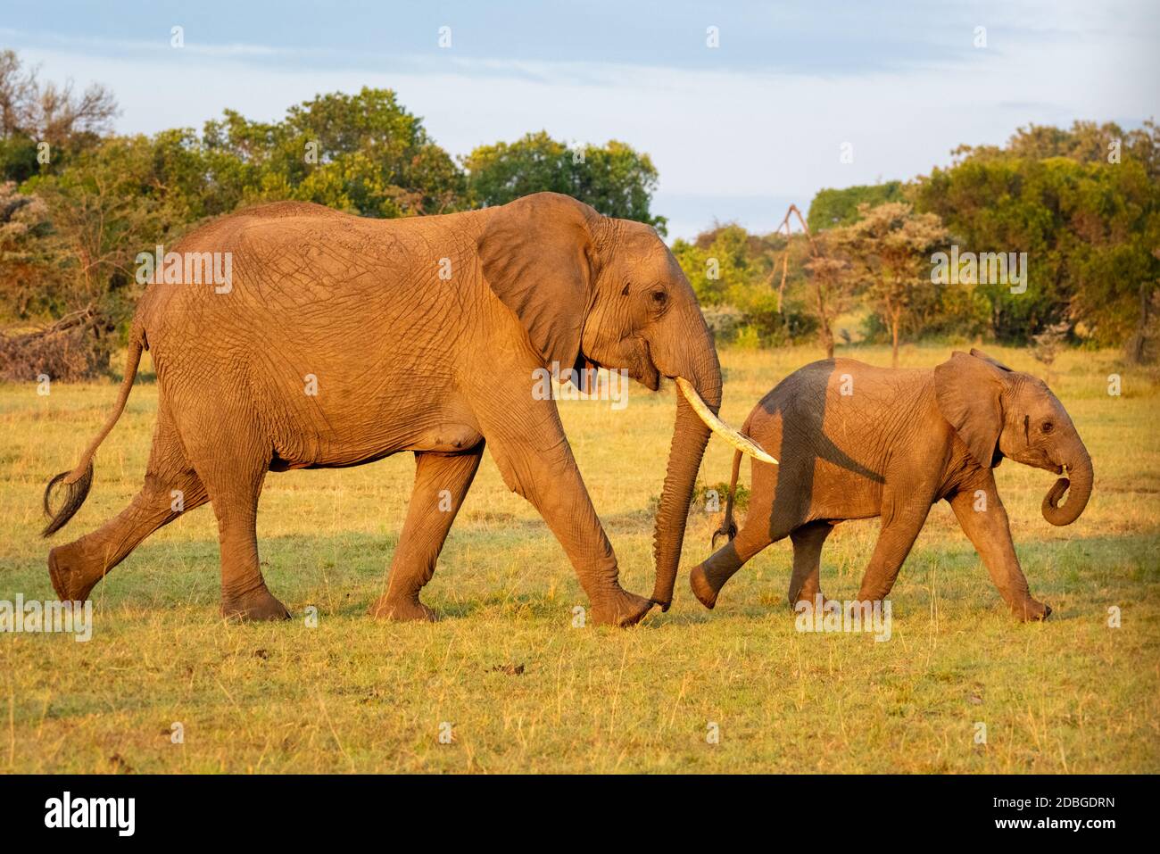 African elephant and calf walk past bushes Stock Photo - Alamy