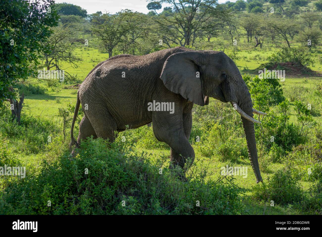 African elephant walking past bushes on savannah Stock Photo - Alamy