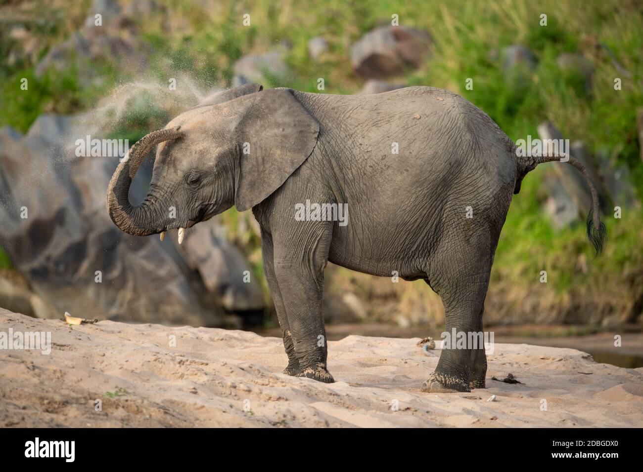 Steam elephant hi-res stock photography and images - Alamy