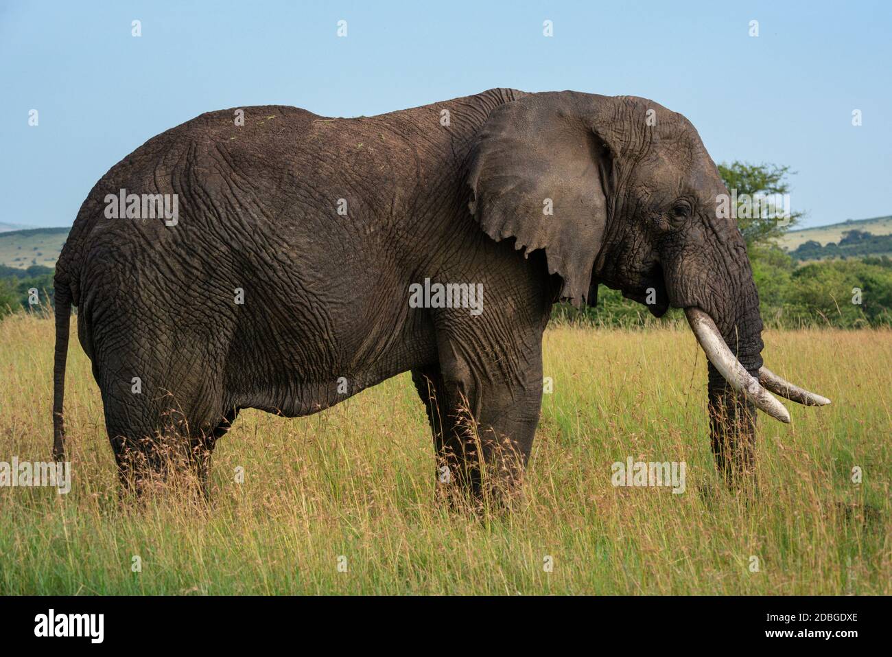 African elephant stands still in long grass Stock Photo