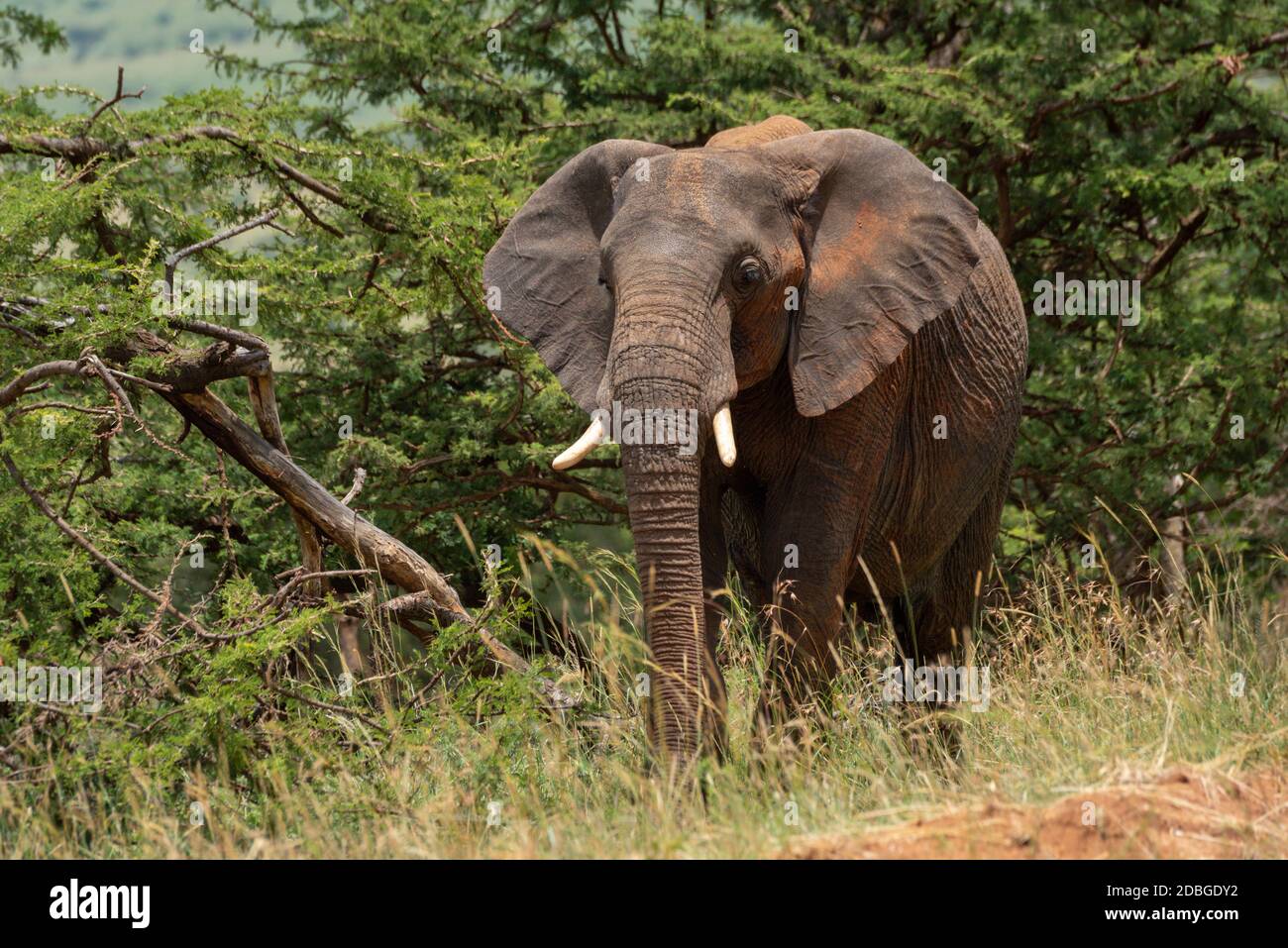 African elephant stands near trees in sunshine Stock Photo - Alamy