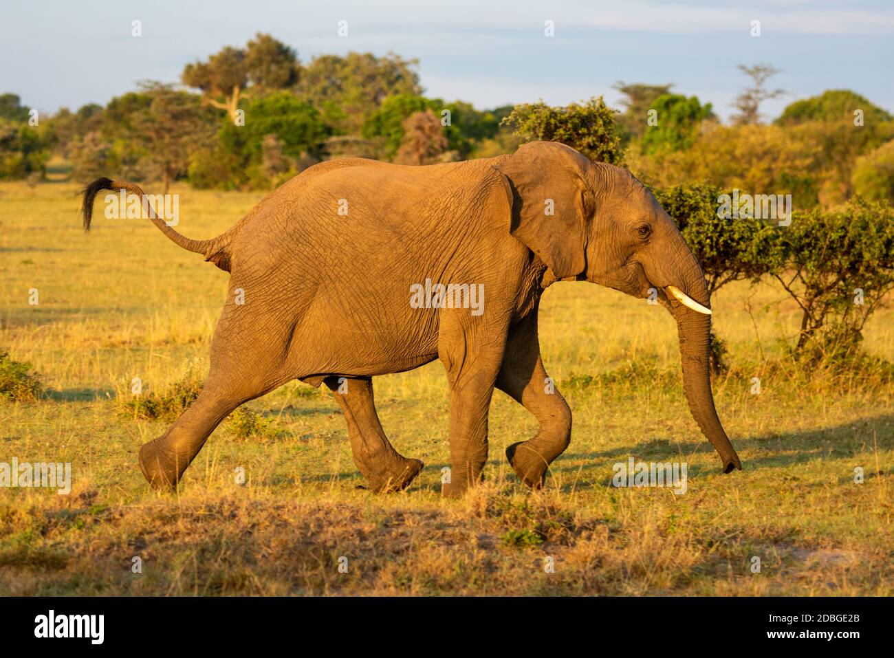 African elephant runs past bushes in grassland Stock Photo - Alamy