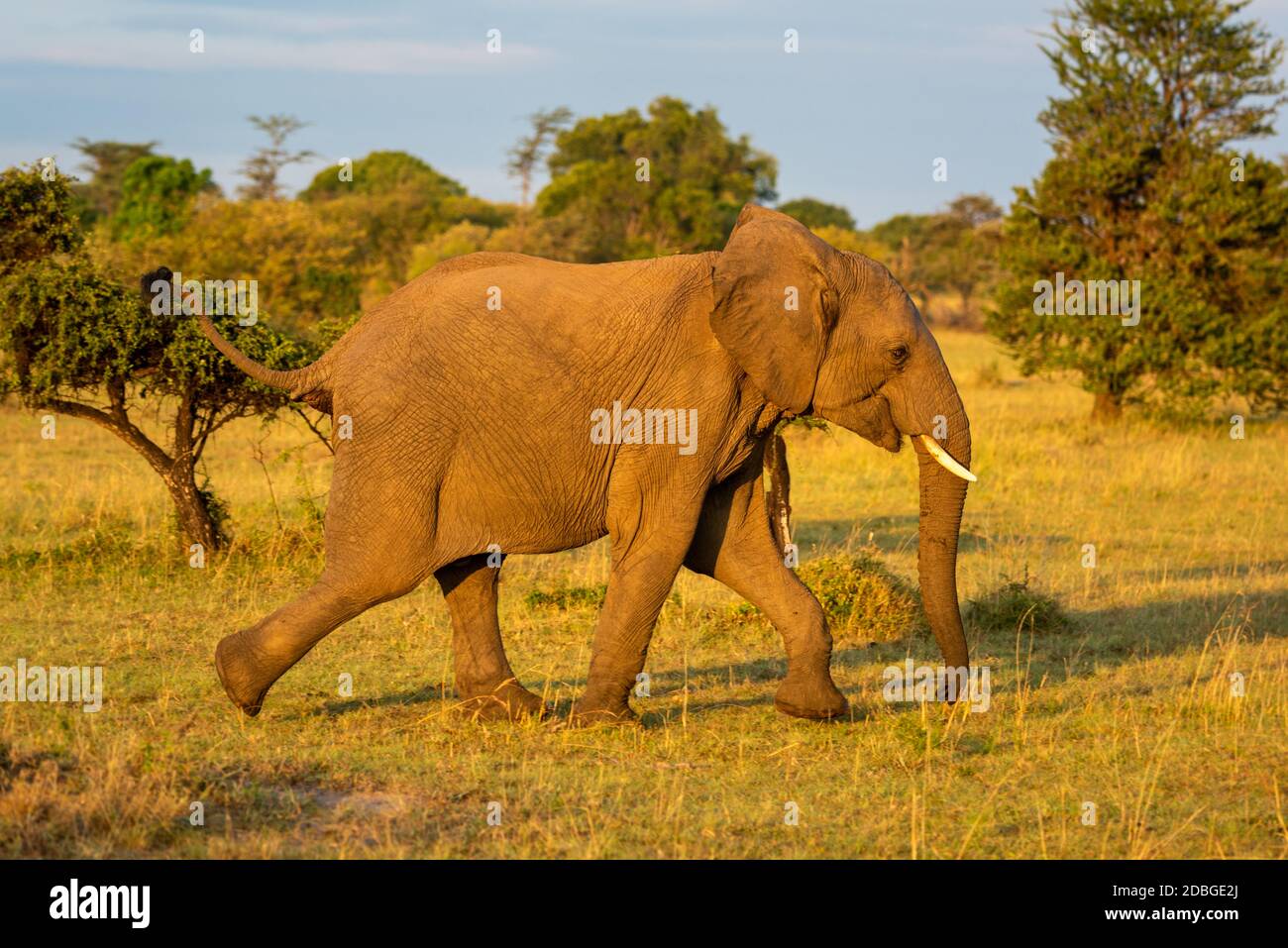 African elephant runs past bushes in savannah Stock Photo - Alamy