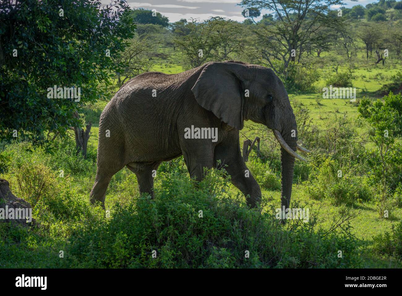African elephant walks past bushes on savannah Stock Photo - Alamy