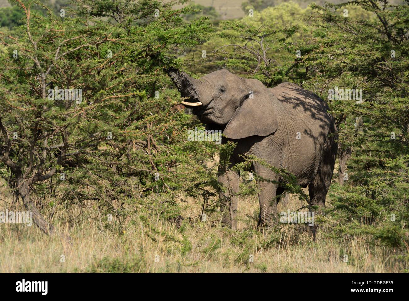 African elephant stands lifting trunk in bushes Stock Photo - Alamy