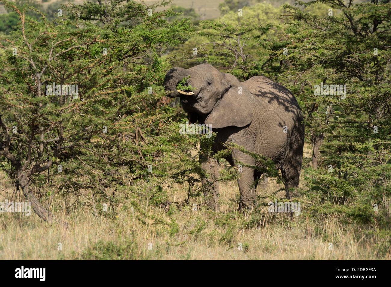 African elephant stands browsing on thick bushes Stock Photo - Alamy