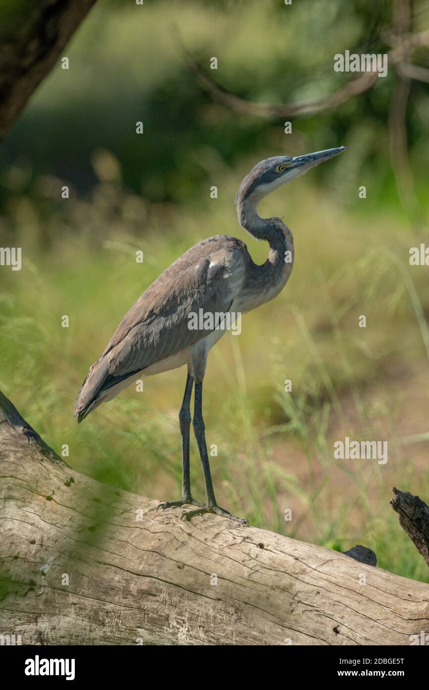 Black-headed heron stands on log looking up Stock Photo