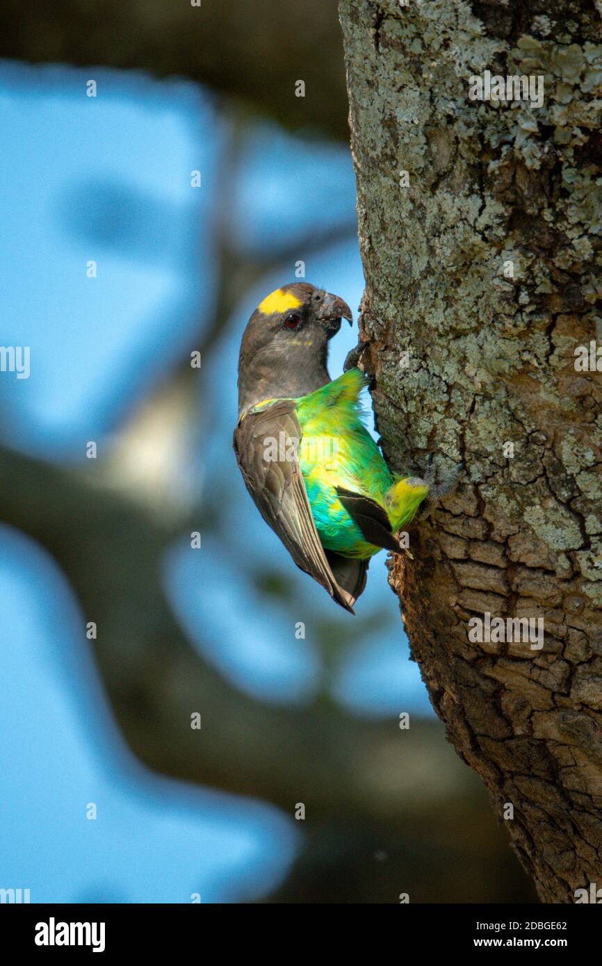 Brown parrot hangs on to tree trunk Stock Photo