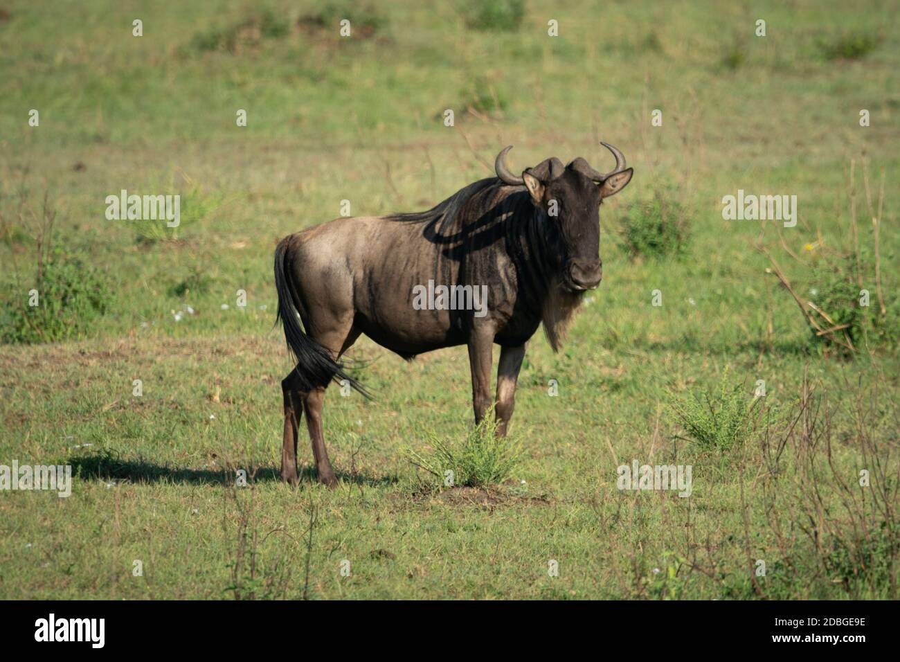 Blue wildebeest stands casting shadow on savannah Stock Photo