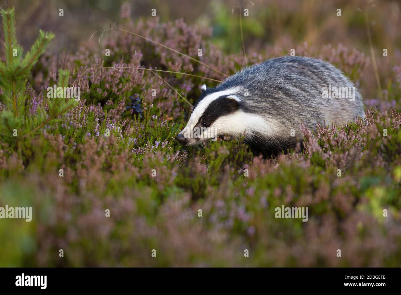 Fluffy european badger, meles meles, looking for food on violet moorland with heather. Wild animal with soft black and white fur animal sniffing for s Stock Photo