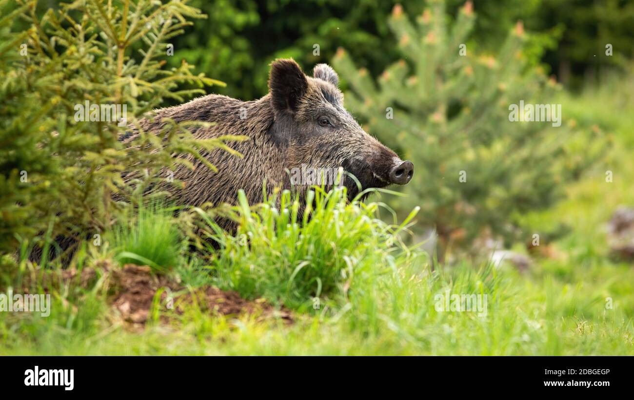 Peeping show hi-res stock photography and images - Alamy